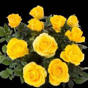 Reyon Ermenek Tüplü Yediveren Sun Yellow Renkte Aşılı Gül Fidanı