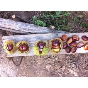 Bursa Tarım Maraval Kestane Fidanı