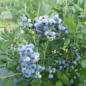 Bursa Tarım Bursatarım Elizabeth Yaban Mersini Fidanı ( Likapa - Mavi Yemiş ) Blueberry