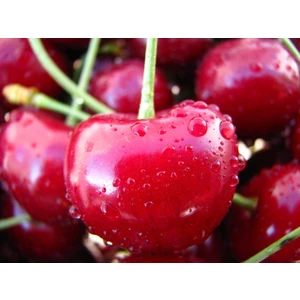 Bursa Tarım 0900 Ziraat Napolyon Kiraz Fidanı