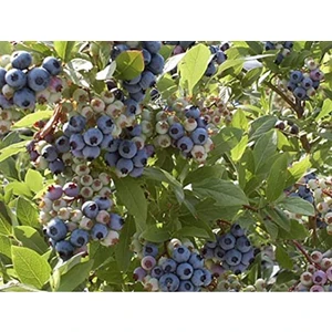 Bursa Tarım Patriot Yaban Mersini Fidanı ( Mavi Yemiş)