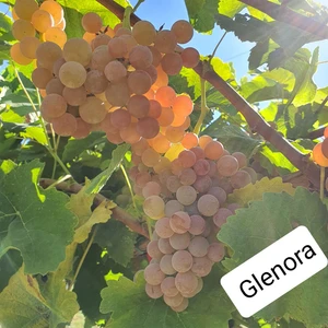 Bursa Tarım Bursatarım Glenora Seedless ( Çekirdeksiz ) Üzüm Fidanı