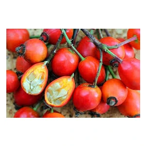 Bursa Tarım Kuşburnu Fidanı