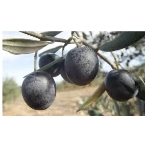 Bursa Tarım Bursatarım Gemlik Zeytin Fidanı (Tüplü/saksılı)