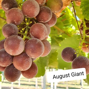 Bursa Tarım Bursatarım August Giant Üzüm Fidanı