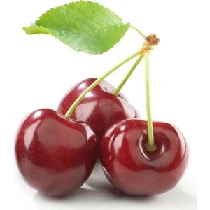 Bursa Tarım Regina Kiraz Fidanı