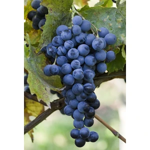 Bursa Tarım Bursatarım Muscat Bleu Üzüm Fidanı