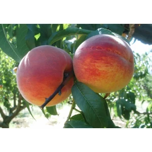 Bursa Tarım Bursatarım Red Haven Şeftali Fidanı