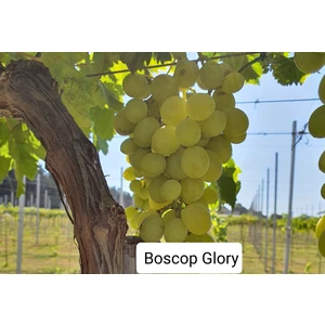 Bursa Tarım Bursatarım Boscop Glory Üzüm Fidanı