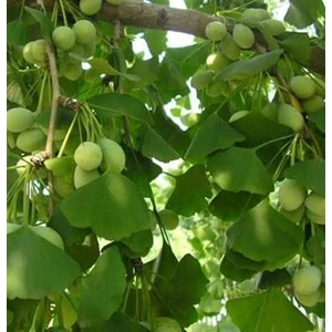 Bursa Tarım Bursatarım Ginkgo Biloba Mabet Ağacı Fidanı