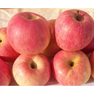 Bursa Tarım Fuji Elma Fidanı