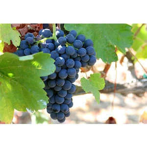 Bursa Tarım Şiraz ( Shiraz Syrah ) Üzüm Fidanı