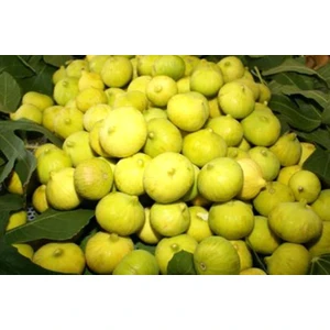 Bursa Tarım Bursa Beyazı Incir Fidanı