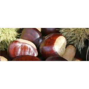 Bursa Tarım Osmanoğlu Kestane Fidanı