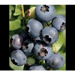Bursa Tarım Elizabeth Yaban Mersini Fidanı ( Likapa - Mavi Yemiş ) Blueberry