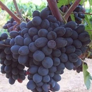 Bursa Tarım Horoz Karası Üzüm Fidanı