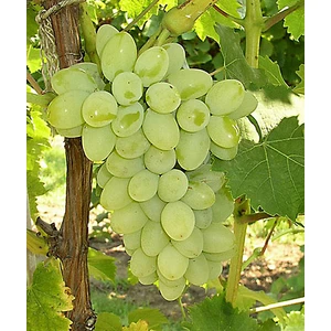 Bursa Tarım Superior Seedless Üzüm Fidanı