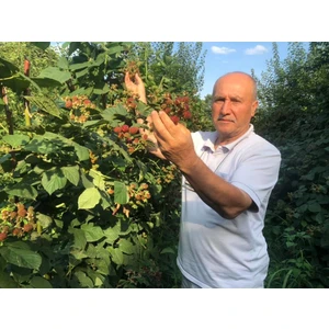 Bursa Tarım Jumbo Böğürtlen Fidanı