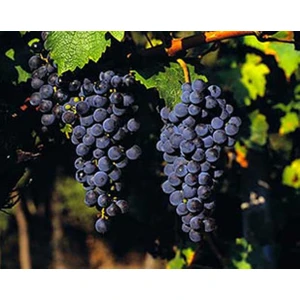 Bursa Tarım Cabernet Sauvignon Üzüm Fidanı