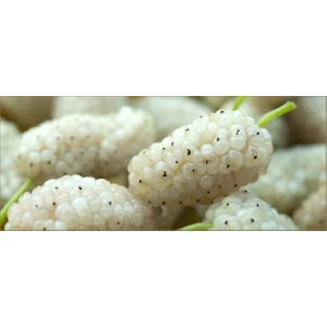 Bursa Tarım Yediveren Beyaz Dut Fidanı