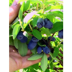 Bursa Tarım Wojtek Bal Yemişi - Honeyberry ( Haskap Fidanı)