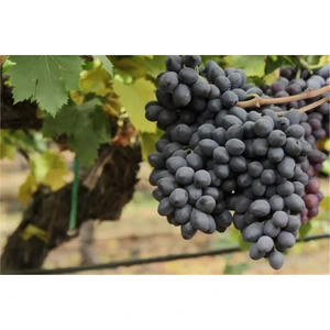 Bursa Tarım Autumn Royal ( Siyah Çekirdeksiz) Üzüm Fidanı
