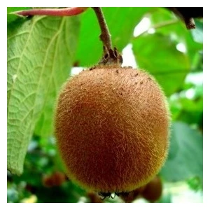 Bursa Tarım Hayward Kivi Fidanı