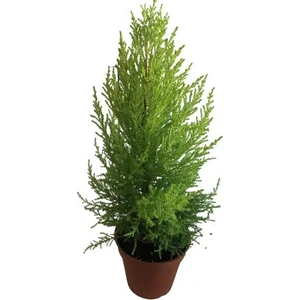 Armenbotanik Cupresus - Limon Selvi