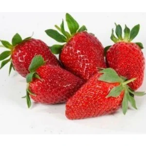 Mert Tarım 5 Adet Camarosa Açık Köklü Taze Frigo Yediveren Çilek Fidanı Fidesi