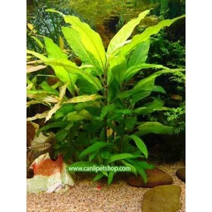 Akvaryum Bitkileri Hygrophila Corymbosa - Limon 10 Kök