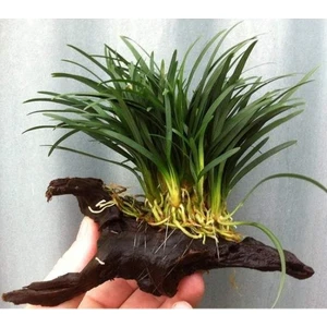 Akvaryum Bitkileri Ophiopogon Japonicus Mango Kütügüne Tutturulmuş Minima 5 Kök