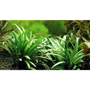 Akvaryum Bitkileri Ophiopogon Japonicus Minima (Zemin) 3 Kök 1 Saksı 4-5 cm
