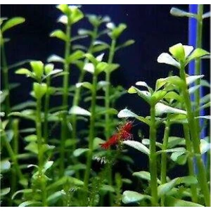 Akvaryum Bitkileri Bacopa Monnieri 10 Adet