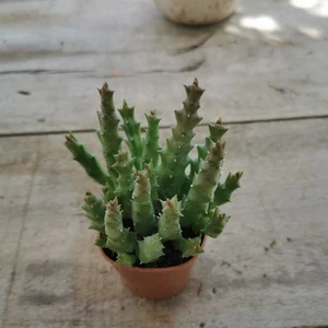 Akvaryum Bitkileri Huernia Zebrina