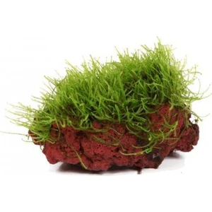 Akvaryum Bitkileri Moss "Kayaya Tutturulmuş Java Moss"