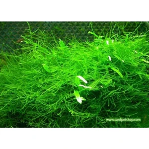 Akvaryum Bitkileri  Moss " Java Moss " 1 Paket