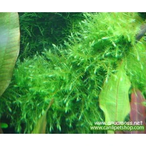 Akvaryum Bitkileri Moss -Willow Moss (Fontinalis Antipyretica)