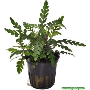 Akvaryum Bitkileri Hygrophila Pinnatifida 1 Saksı Boy 3-6 cm