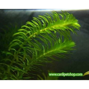 Akvaryum Bitkileri Elodea Densa(Egeria) 5 Kök