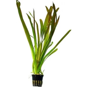 Akvaryum Bitkileri Vallisneria Nana (Saz) 1 Saksı