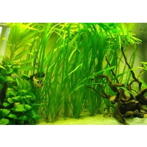 Akvaryum Bitkileri Saz 20 Kök
