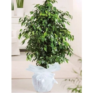 Salon Bitkileri Benjamin Çiçeği Danielle xl 100 cm Hediyelik