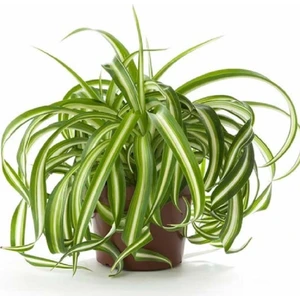 Sağlık Sepeti Chlorophytum Comosum Kurdele Çiçeği 30 - 40 cm Ev Ve Ofis Bitkisi