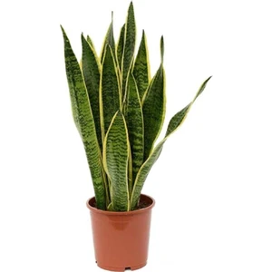 Sağlık Sepeti Kılıç Çiçeği Paşa Kılıcı Sansevaria 50 - 60 cm Ev Ve Ofis Bitkisi