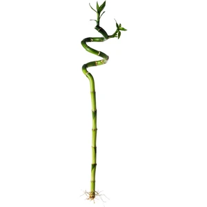1'li 60 cm Şans Bambusu - Lucky Bamboo