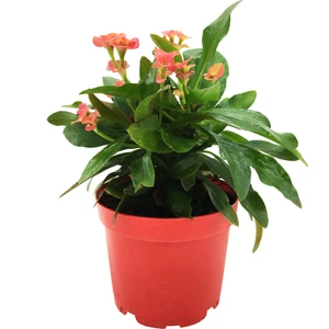 Euphorbia Milii Dikenler Tacı Pembe Çiçek