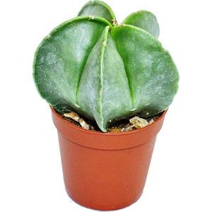 Astrophytum Myriostigma Kaktüs