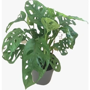 Blush Flower Monstera Monkey Mask - 12CM