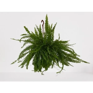 Bitki Fidanım Aşk Merdiveni Askılı Nephrolepis 20-30 cm