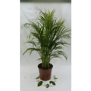 Bitki Fidanım Areca Palmiyesi 100-120CM